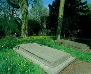 822470 Afbeelding van bloeiende boterbloemen tussen de graven op de 1e Algemene Begraafplaats Soestbergen (Gansstraat) ...